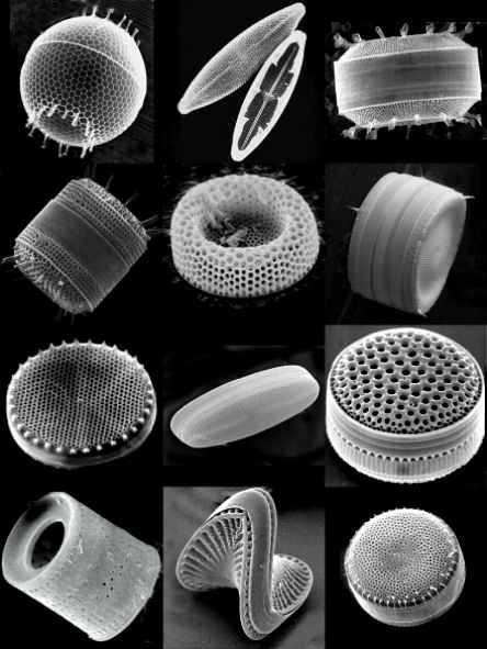 our phytoplankton friends, the diatoms